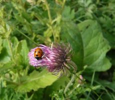 Viševnik, Draški vrhovi, Ablanca